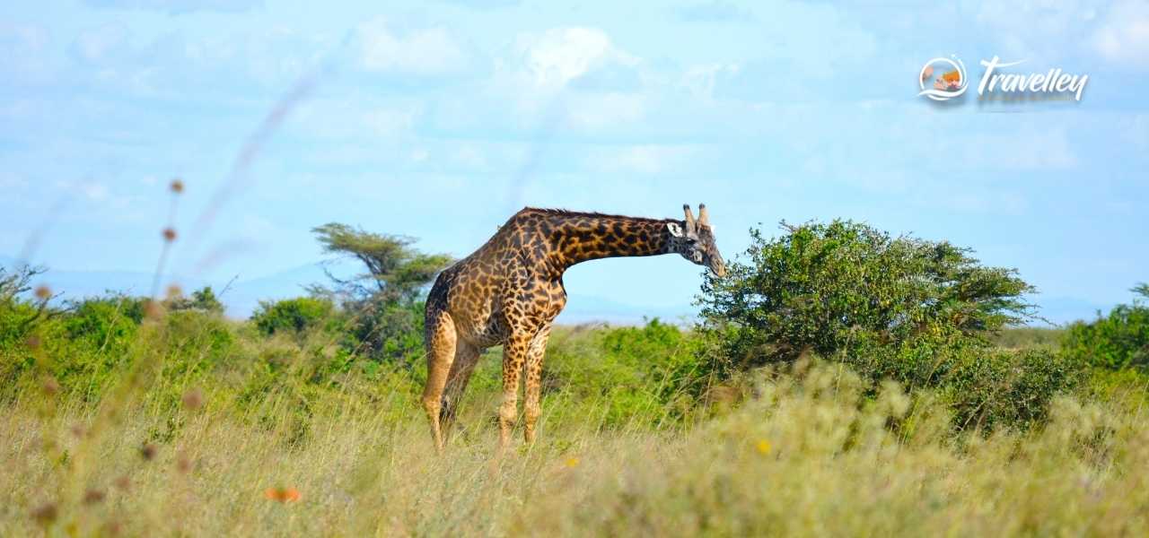 Kenya Jungle Safari Tour