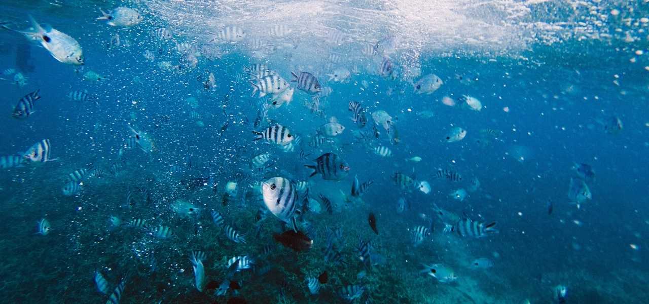 Mauritius Under Water Tour