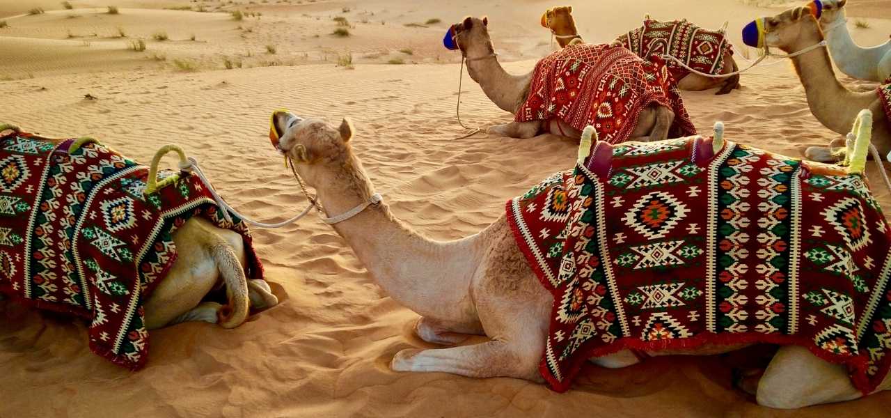 Egypt Desert Tour