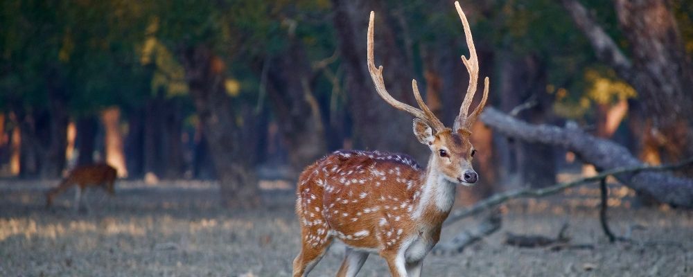 Sundarbans Chitra Deer Point