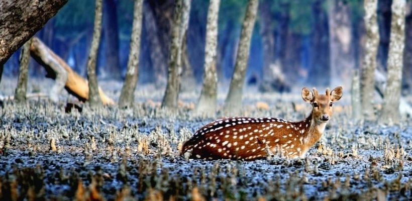 Discover Sundarbans in 03 Days