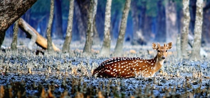 Sundarbans Deer Point