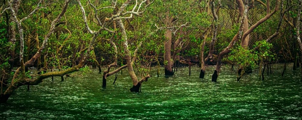 Sundarbans Tour