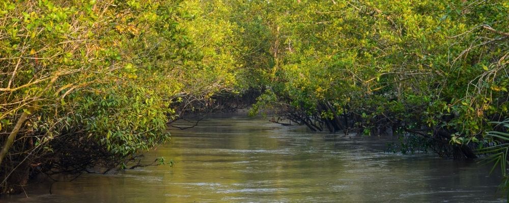 Sundarbans Mangrove Forest Tour