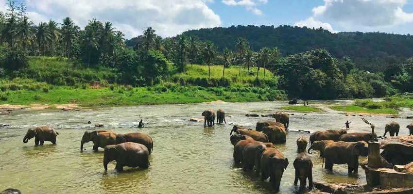Sri Lanka Elephant Bath